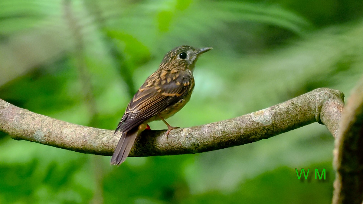 BrownBreastedFlycatcher03.jpg