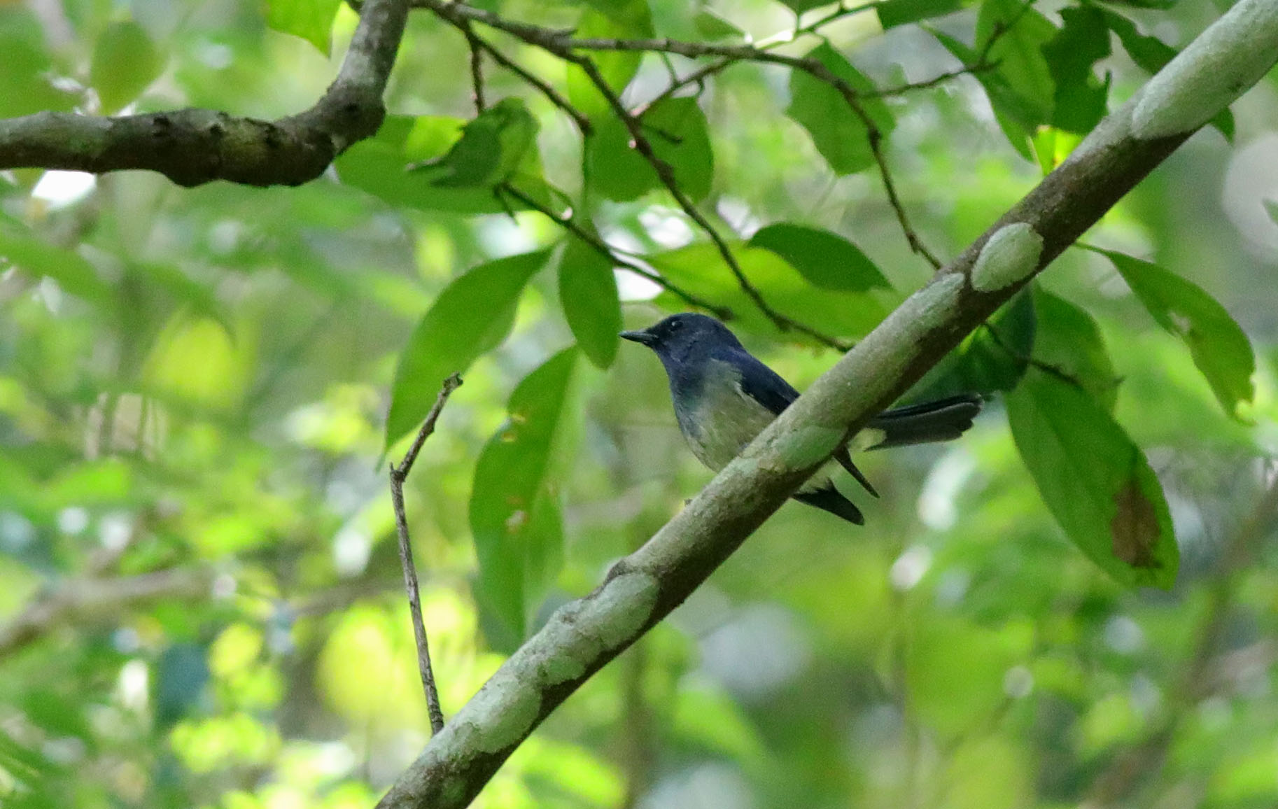 Hainan Blue Flycatcher (m) 7.JPG