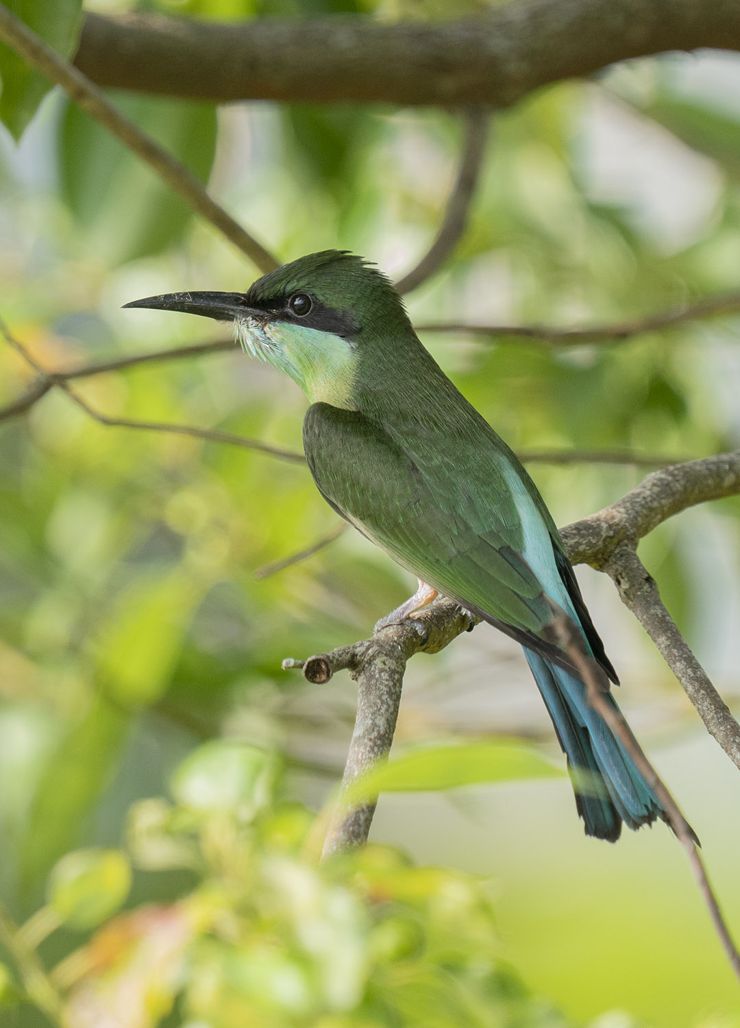 Blue-throated Bee-eater DSC00039.jpg