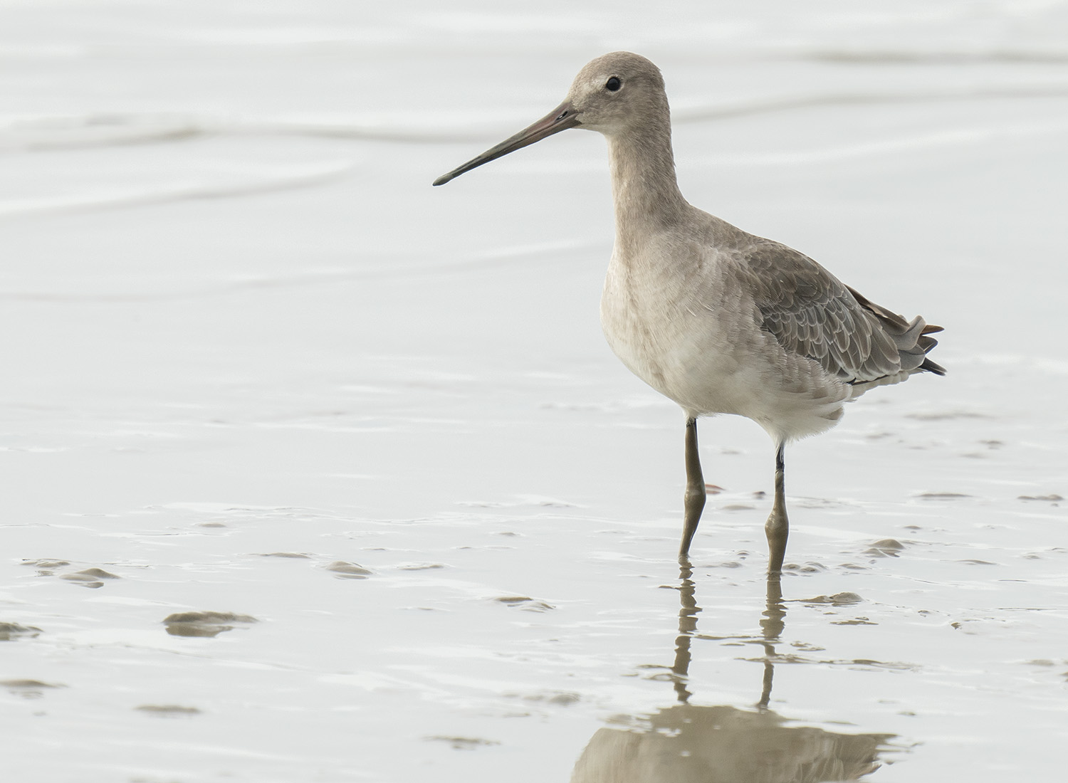 Black-tailed Godwit DSC04144.jpg