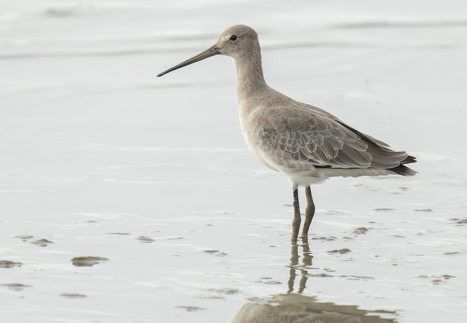 Black-tailed Godwit DSC04161.jpg