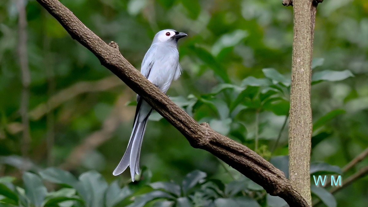 AshyDrongo2.jpg