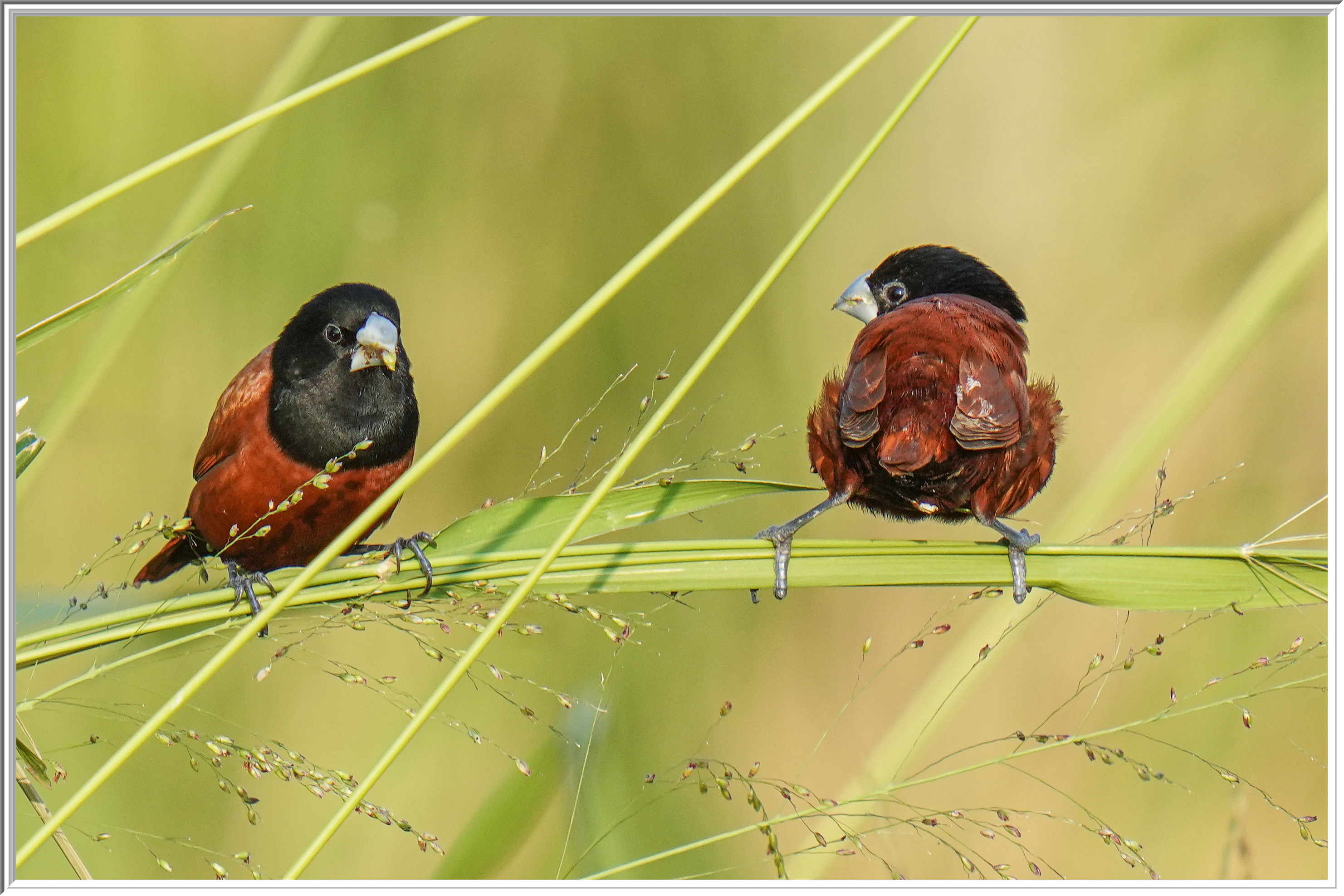 黑頭文鳥 (Chestnut Munia).jpg