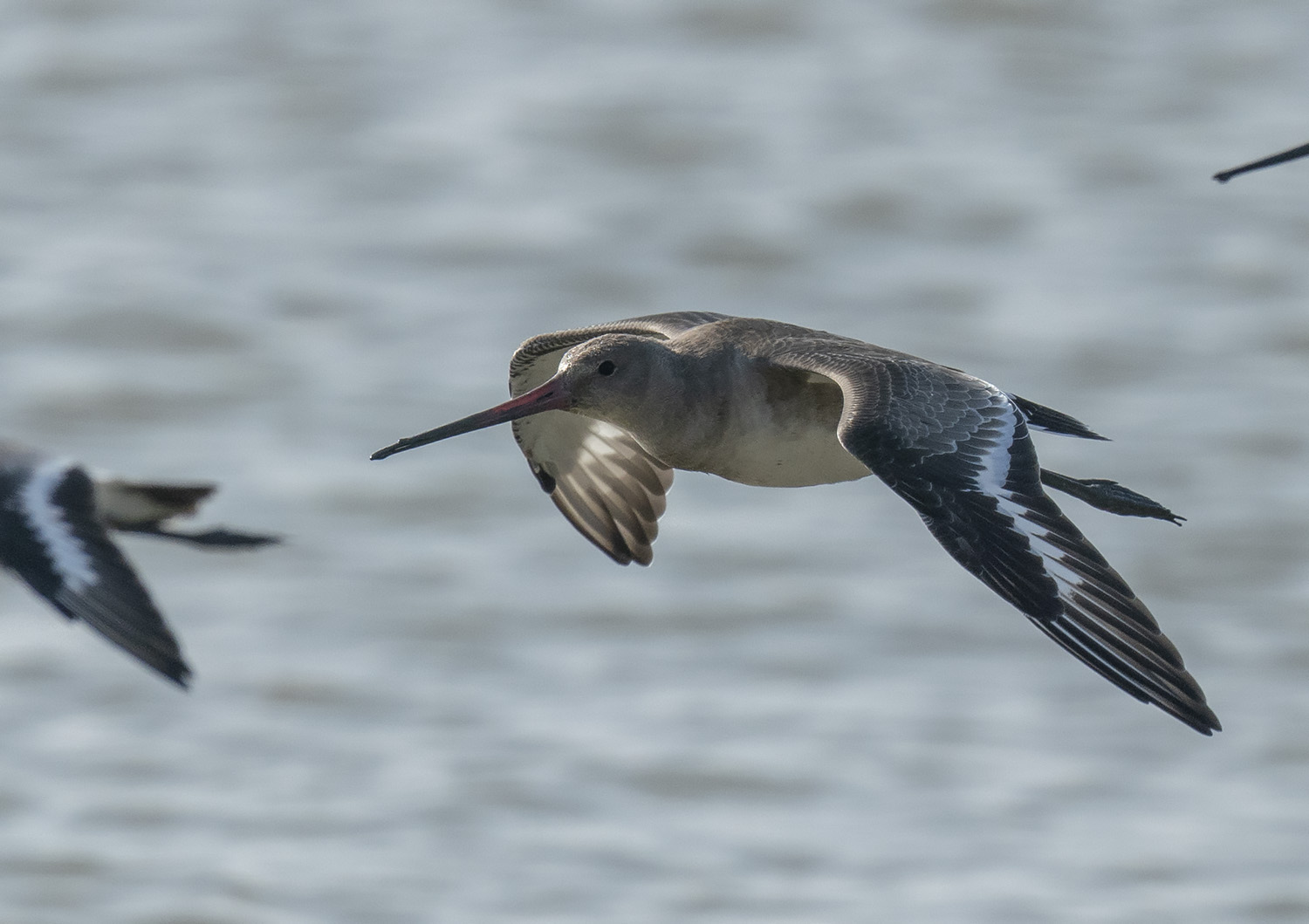 Black-tailed Godwit DSC07606.jpg