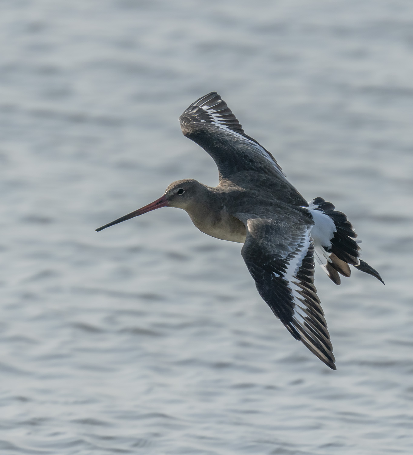 Black-tailed Godwit DSC07646.jpg