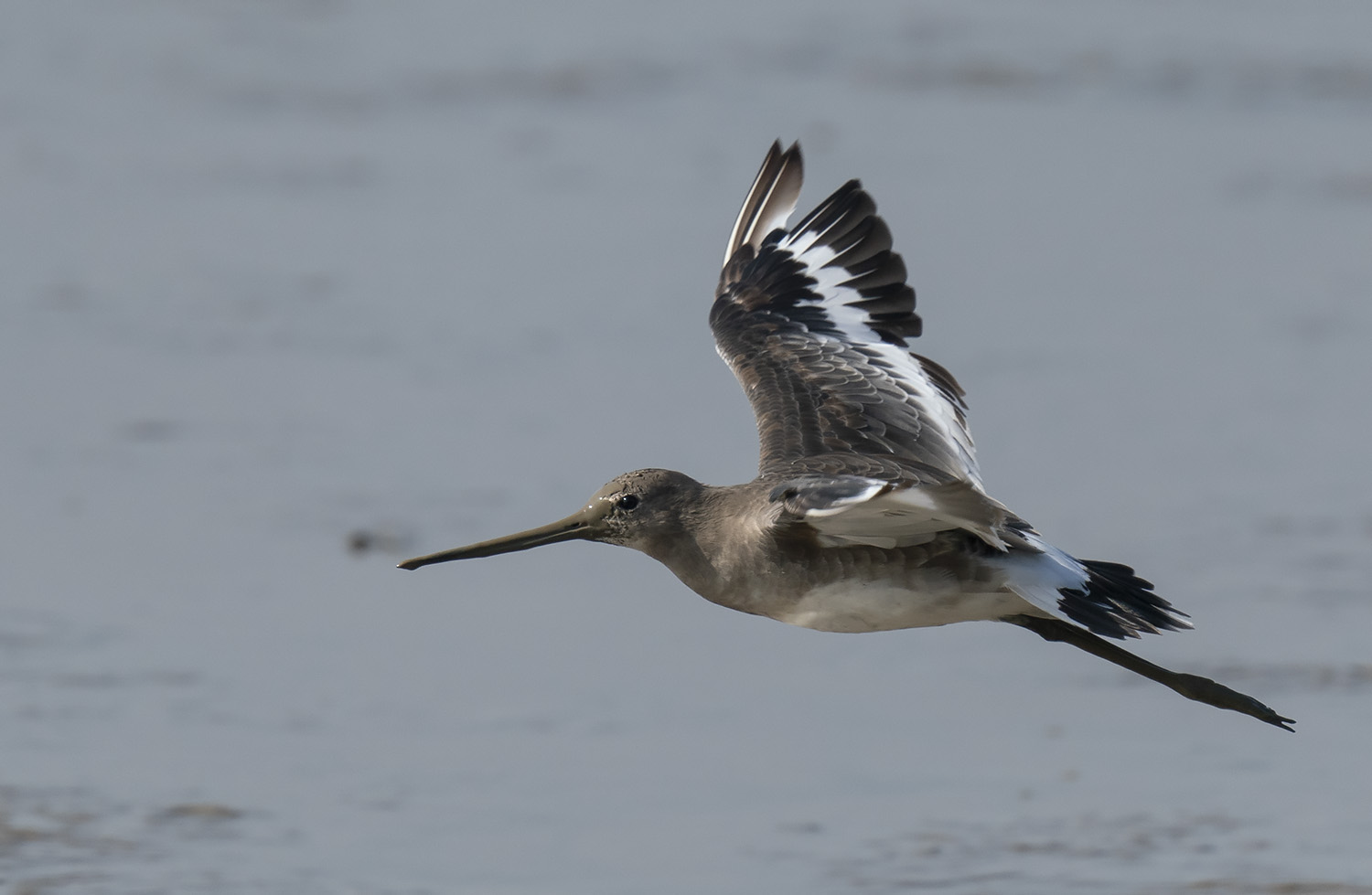 Black-tailed Godwit DSC07863.jpg