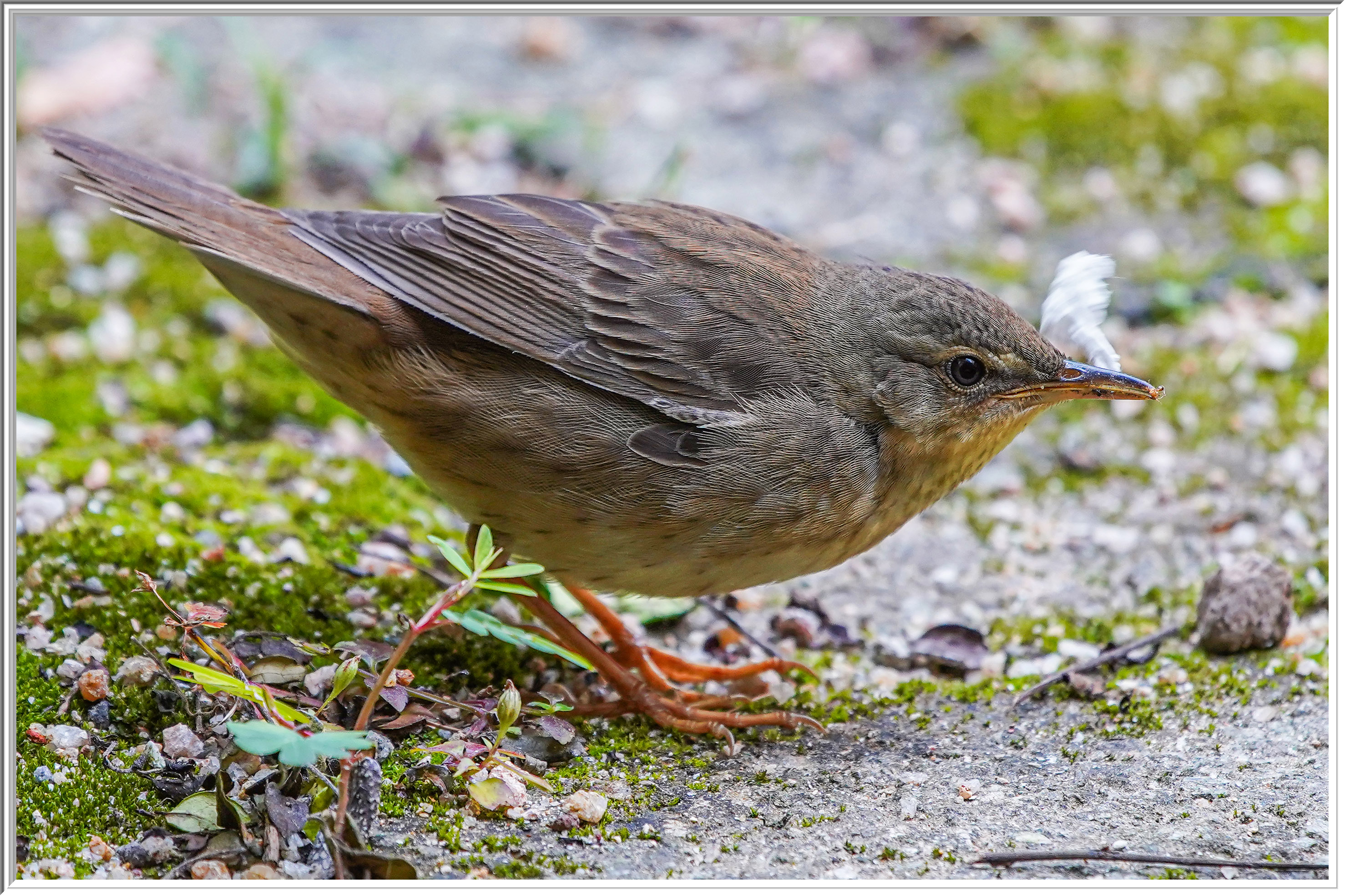 北蝗鶯 (Middendorff's Grasshopper Warbler) - 2.jpg