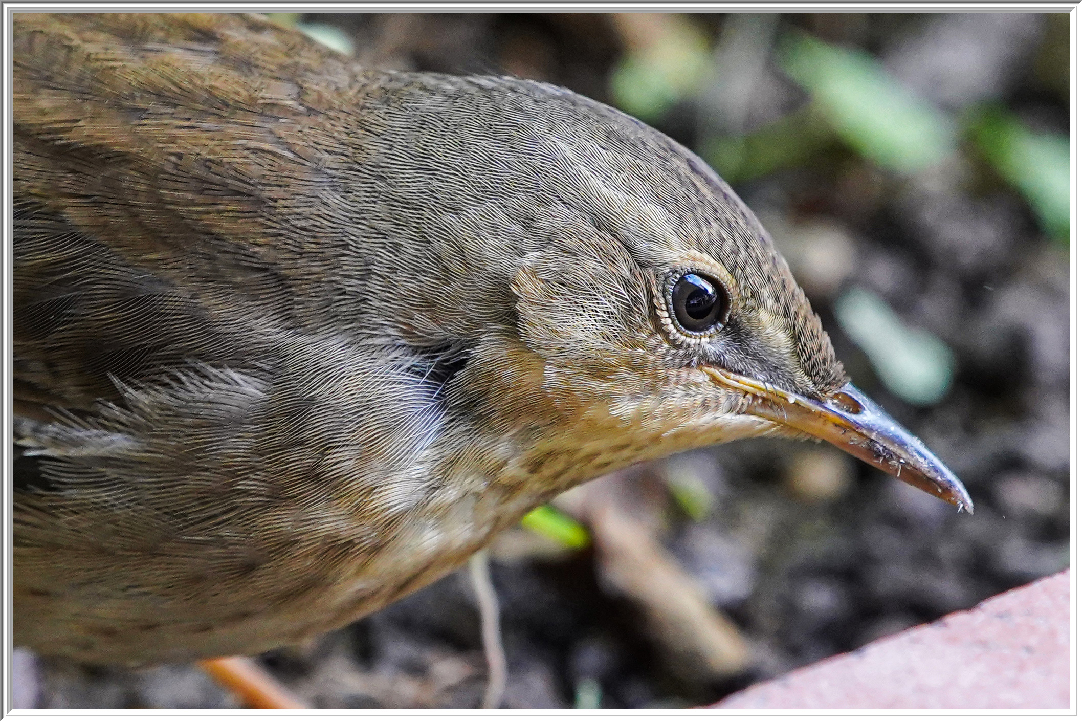 北蝗鶯 (Middendorff's Grasshopper Warbler) - 5.jpg