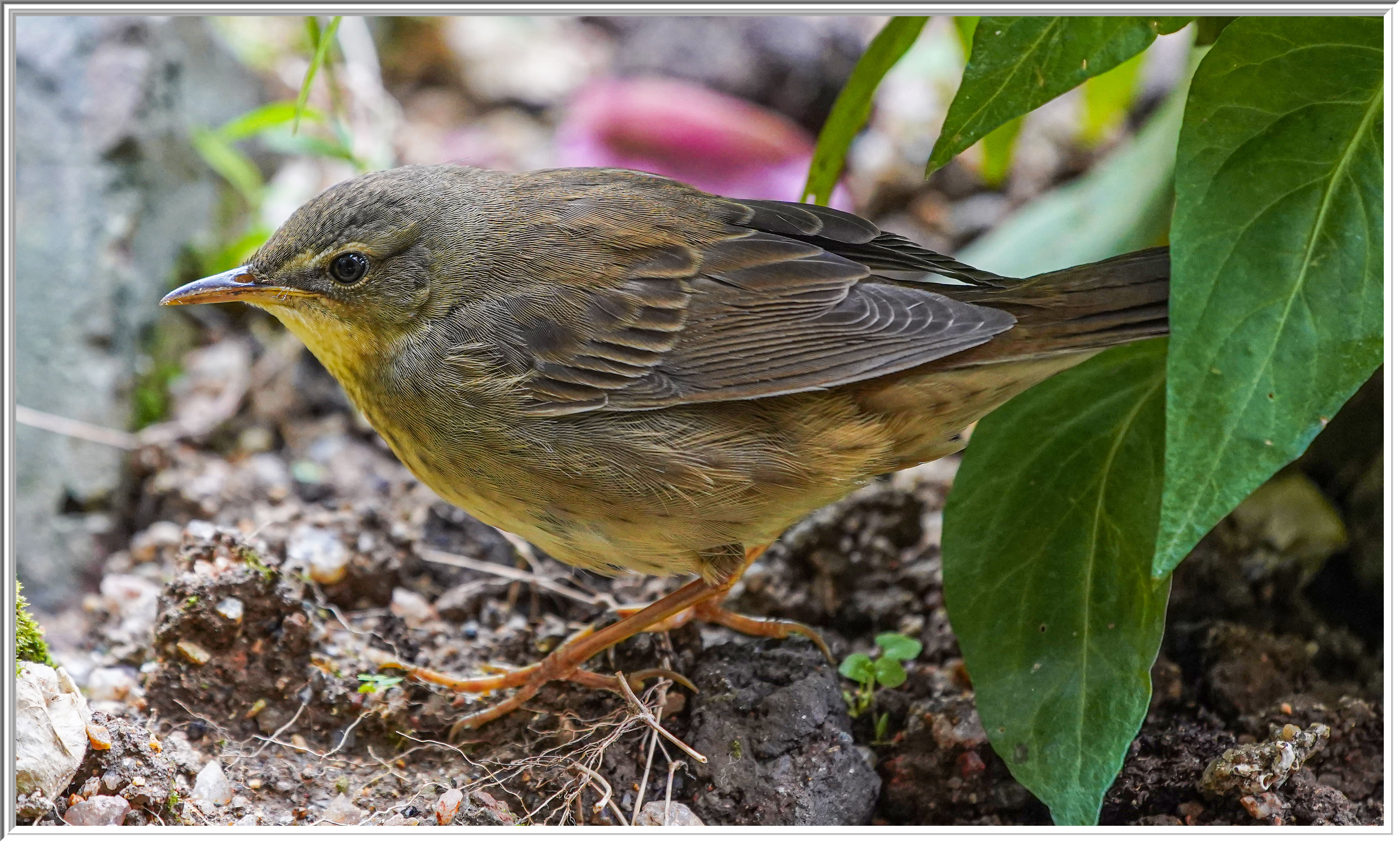 北蝗鶯 (Middendorff's Grasshopper Warbler) - 1.jpg