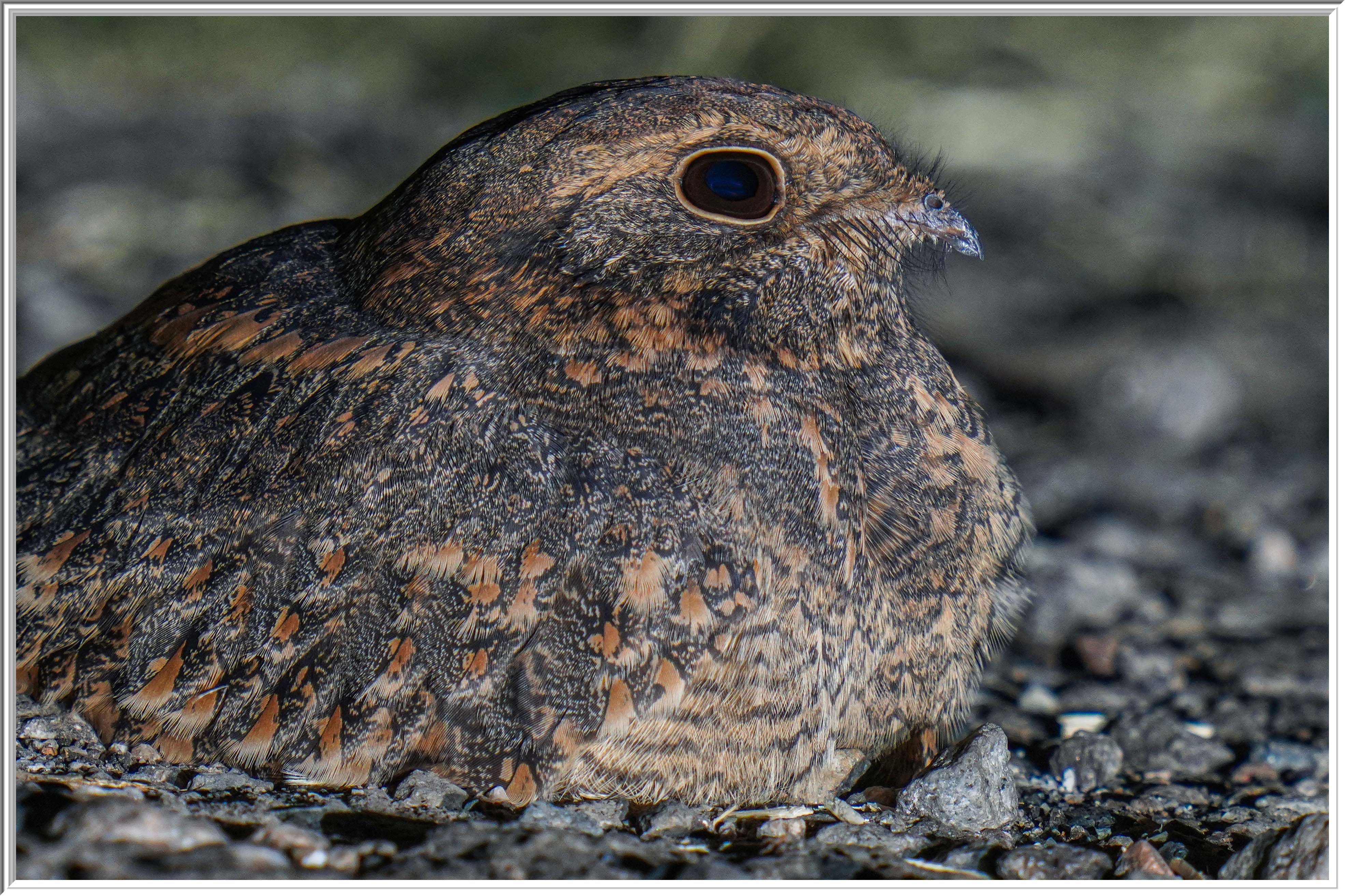 林夜鷹 (Savanna Nightjar) - 5.jpg