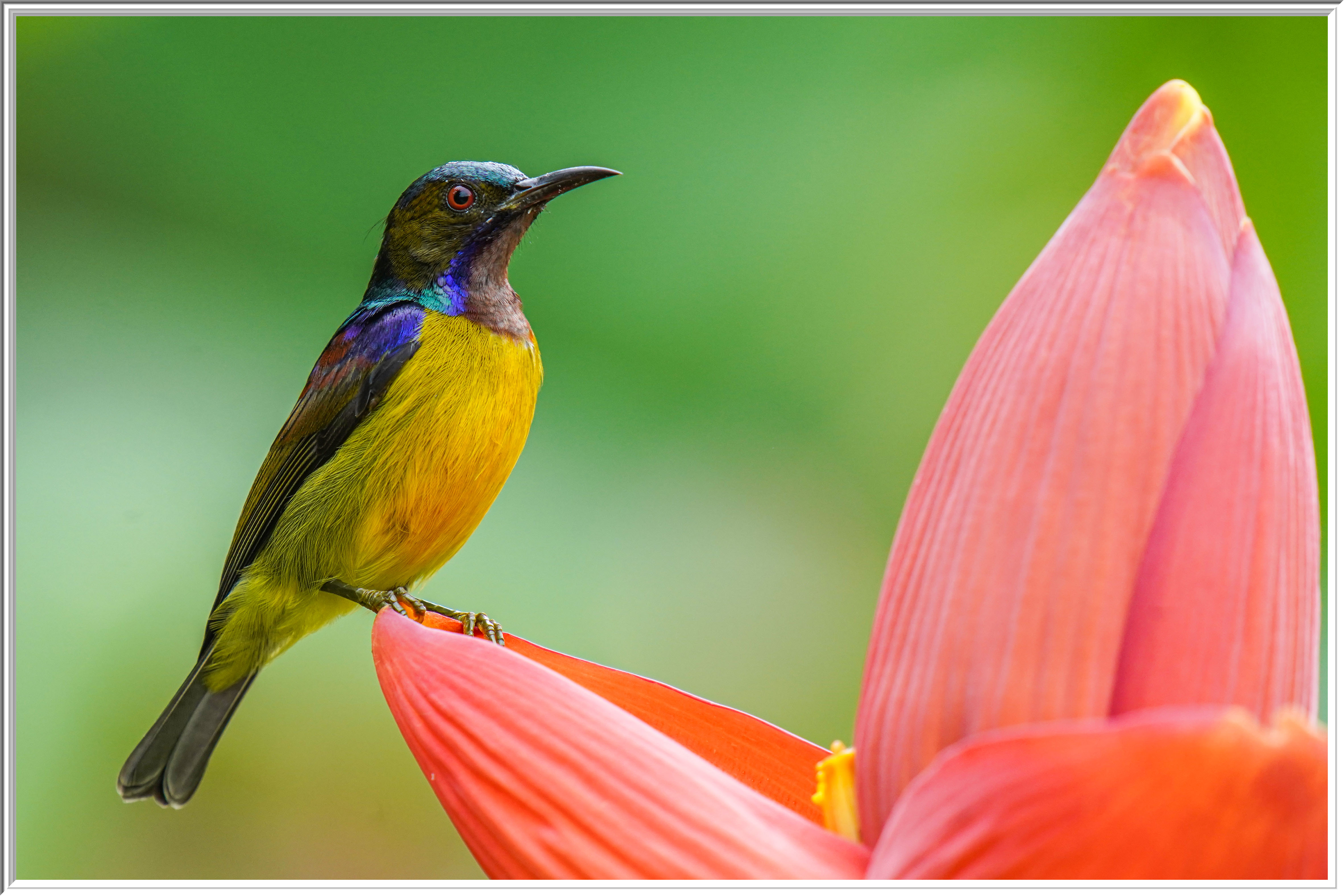 褐喉花蜜鳥 (Brown-throated Sunbird) - 1.jpg