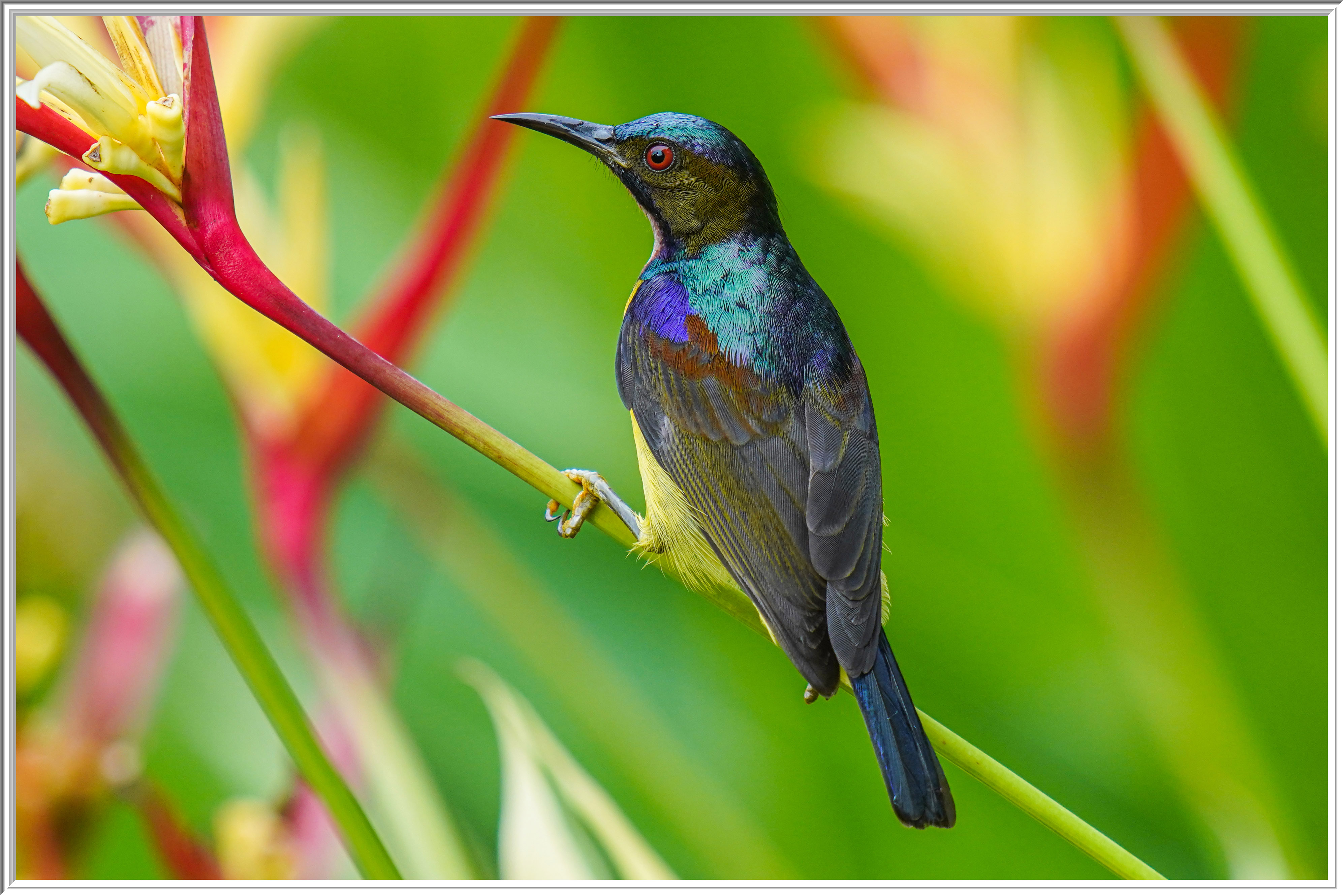 褐喉花蜜鳥 (Brown-throated Sunbird) - 2.jpg