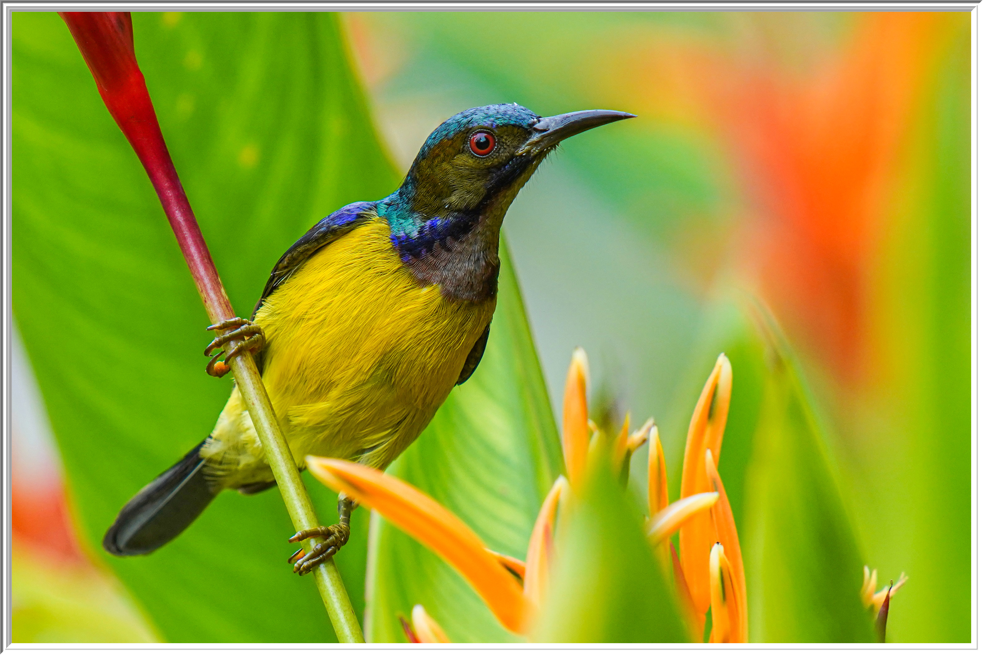 褐喉花蜜鳥 (Brown-throated Sunbird) - 3.jpg