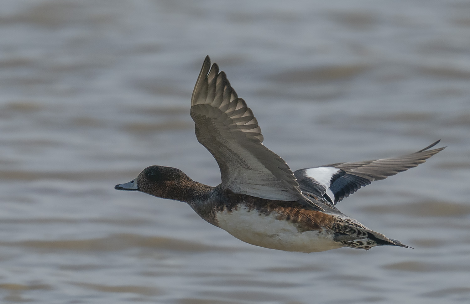 Eurasian Wigeon DSC08718.jpg