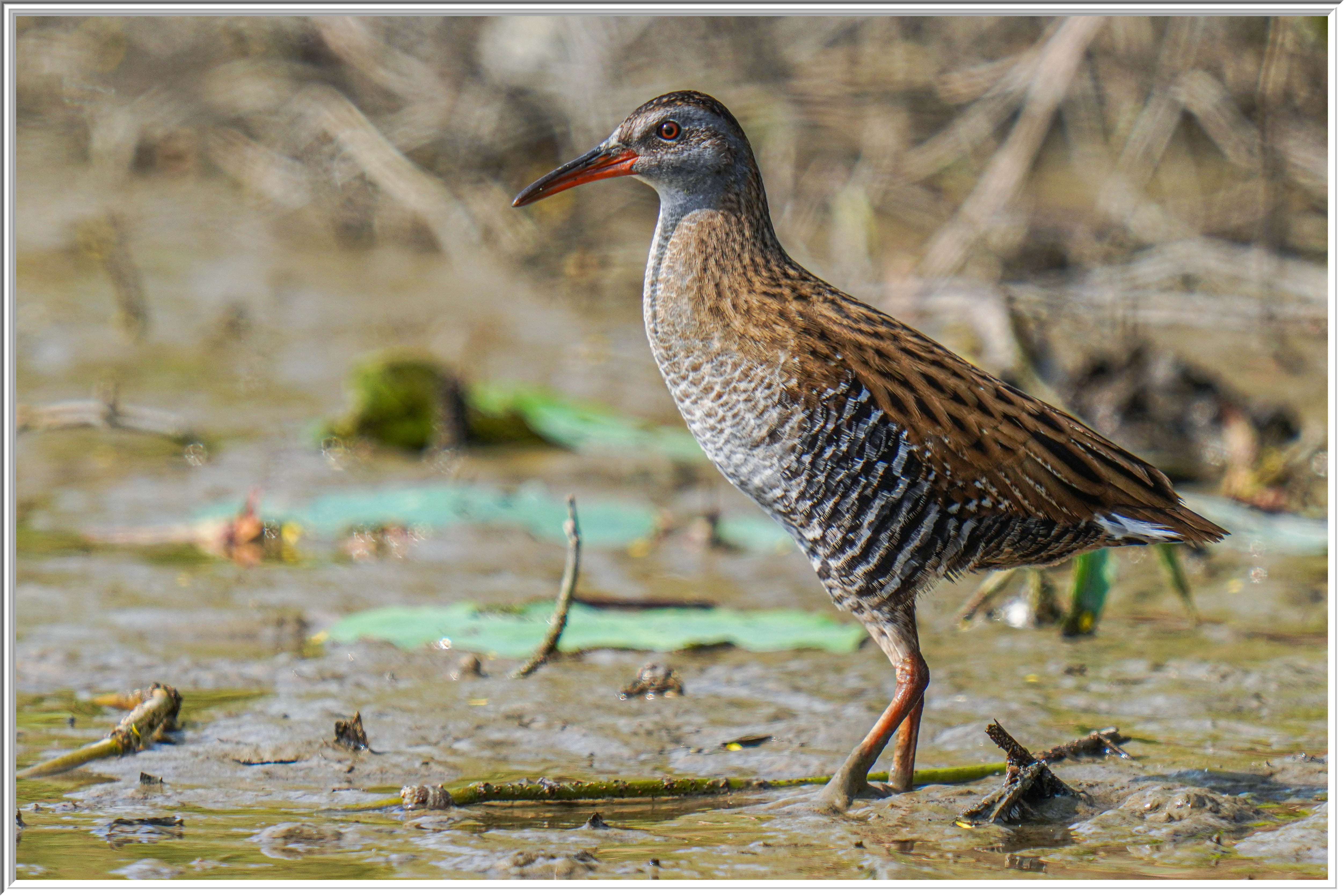 普通秧鷄 (Eastern Water Rail) - 1.jpg