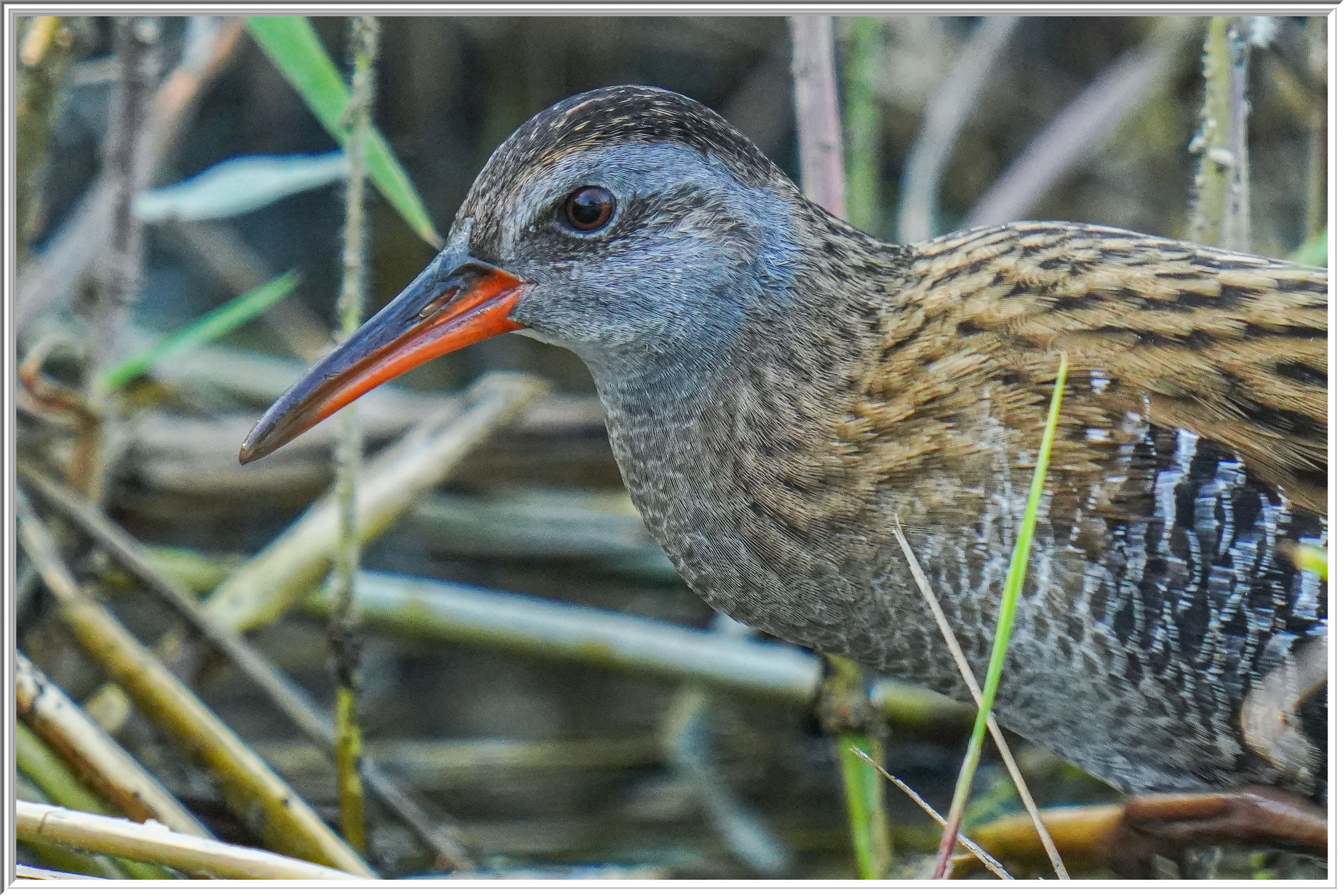 普通秧鷄 (Eastern Water Rail) - 4.jpg