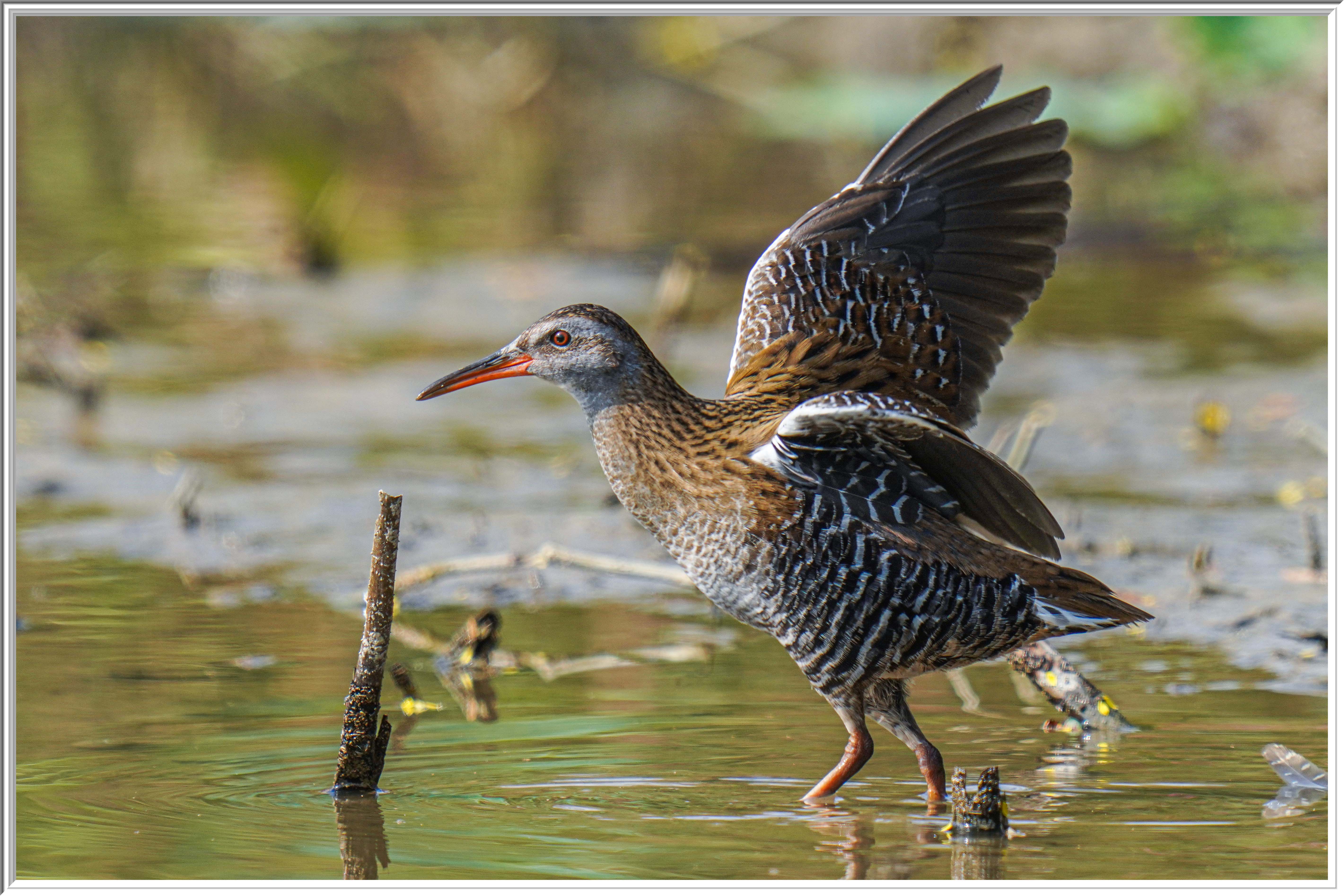 普通秧鷄 (Eastern Water Rail) - 3.jpg