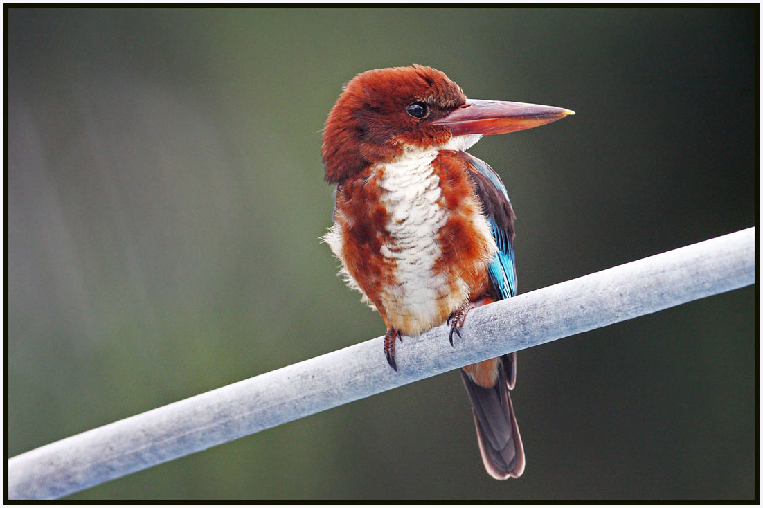 White-breasted_kingfisher_(4).jpg