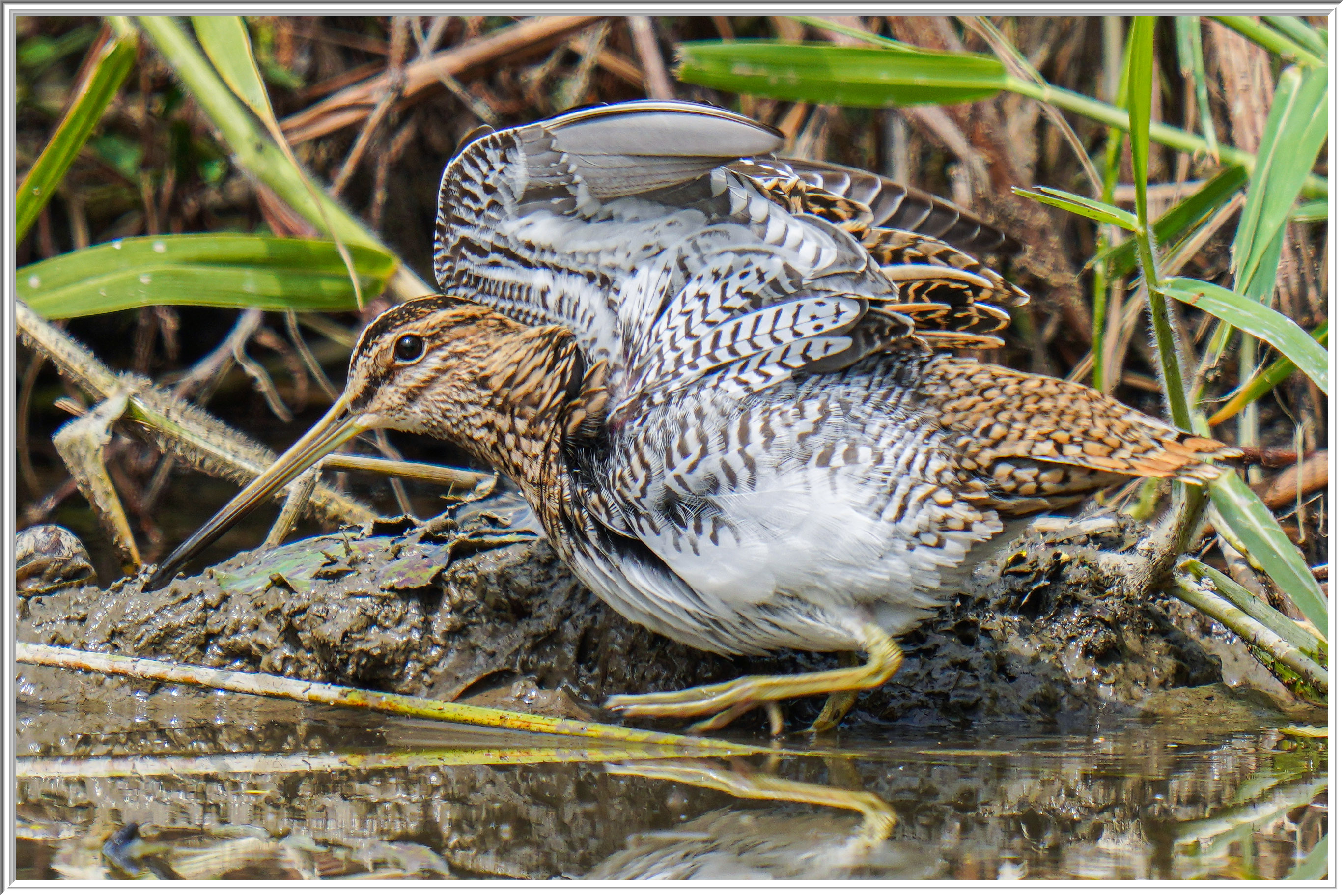 扇尾沙錐 (Common Snipe) - 4.jpg