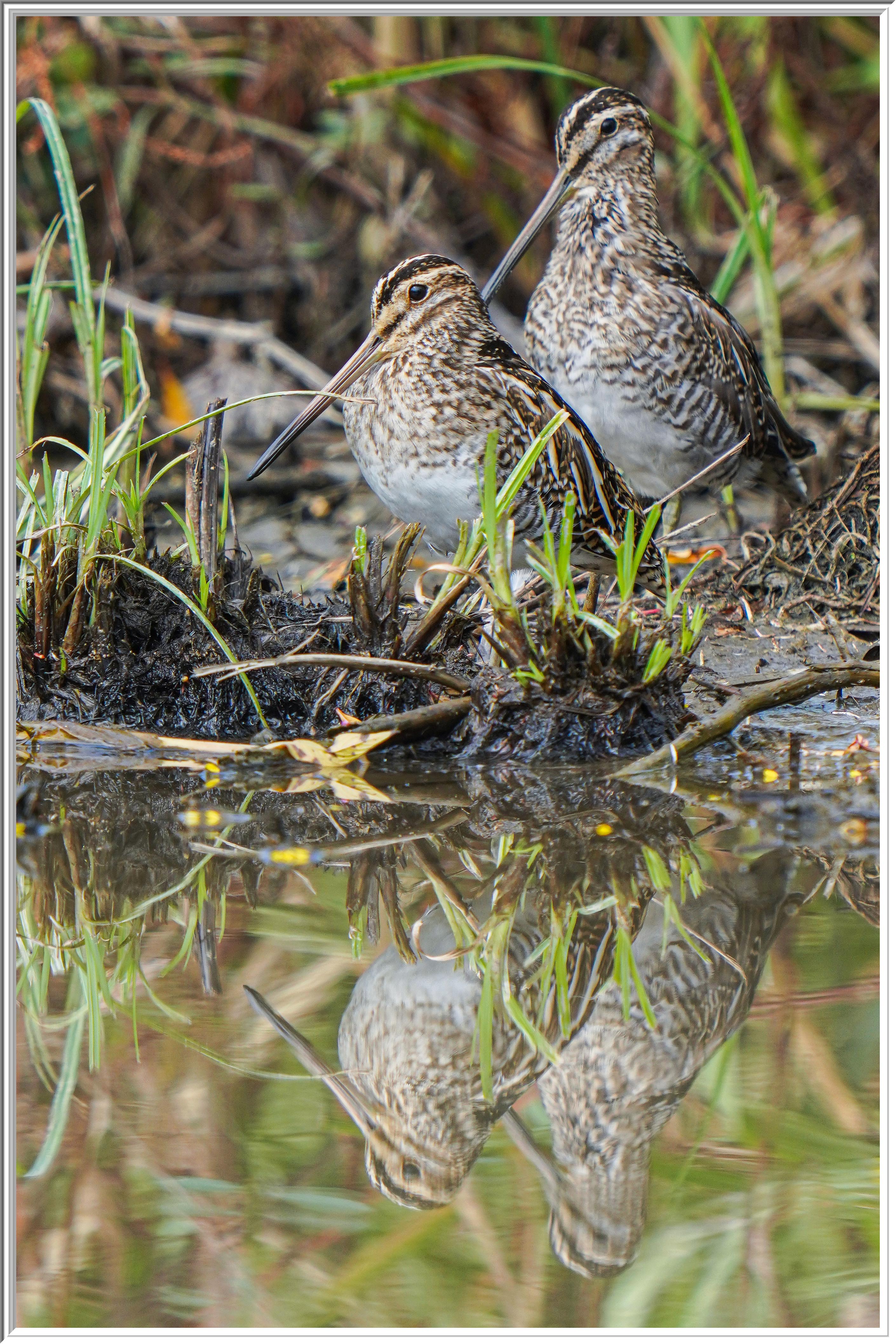 扇尾沙錐 (Common Snipe) - 1.jpg