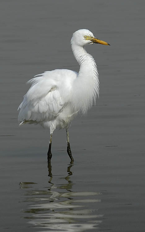 intermediate egret.fluffing_DSC0093.jpg