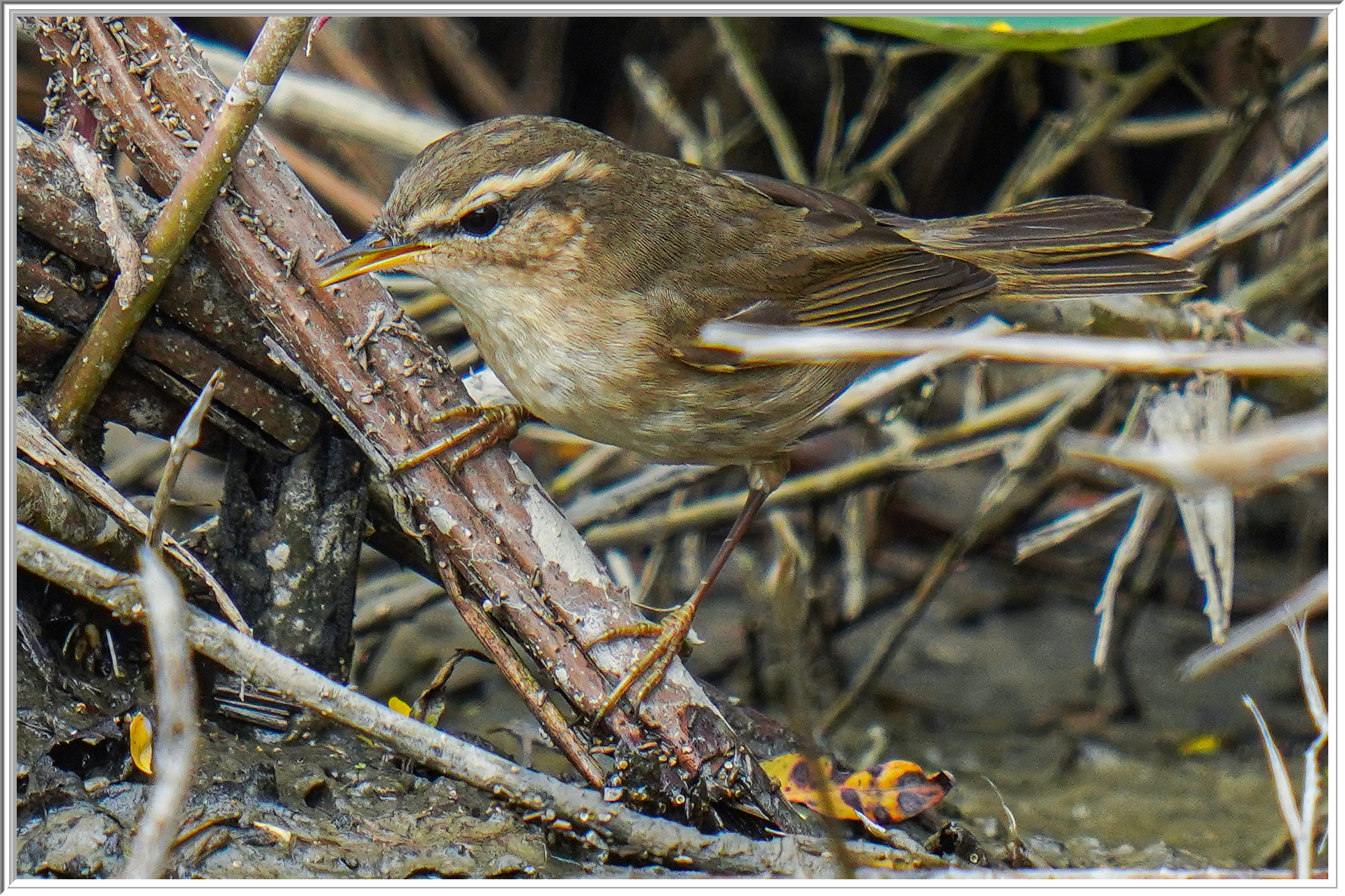 褐柳鶯 (Dusky Warbler) - 1.jpg