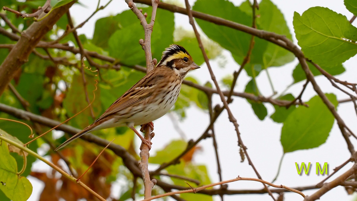 Yellow-browedBunting2.jpg