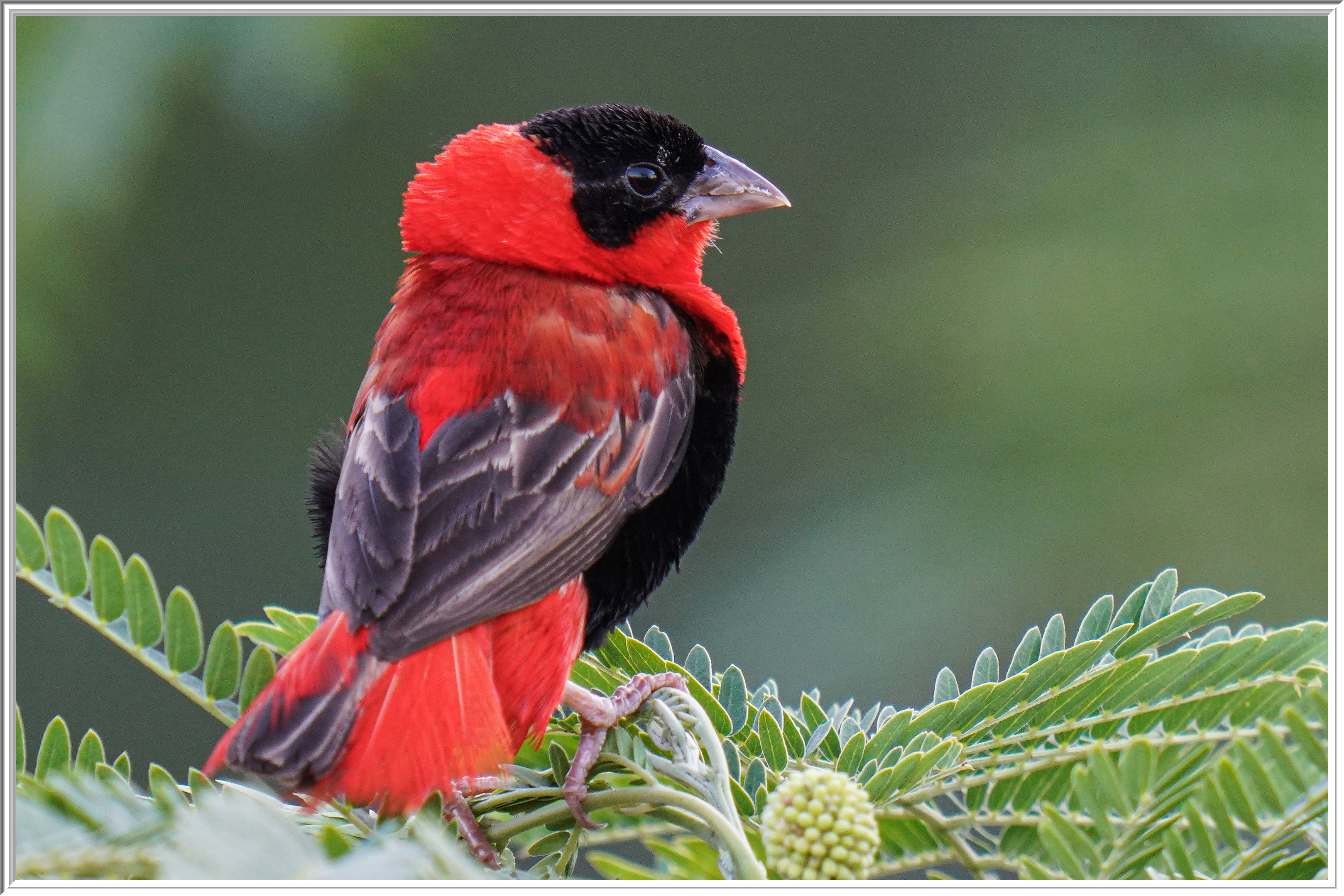 紅寡婦鳥 (Southern Red Bishop) - 2.jpg