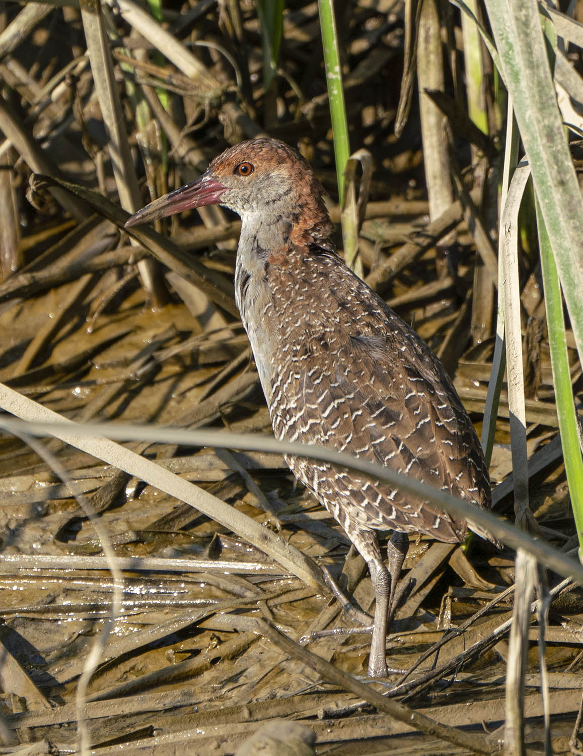 Slaty-breasted Rail DSC03789.jpg