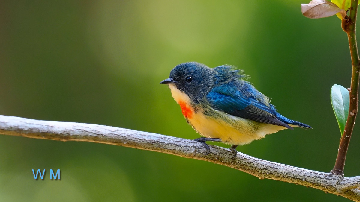 Fire-breastedFlowerpecker2.jpg