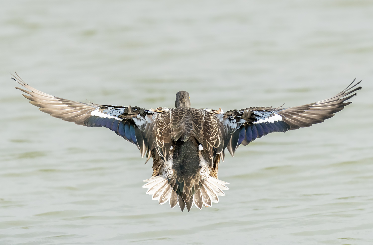 Northern Shoveler DSC04337.jpg