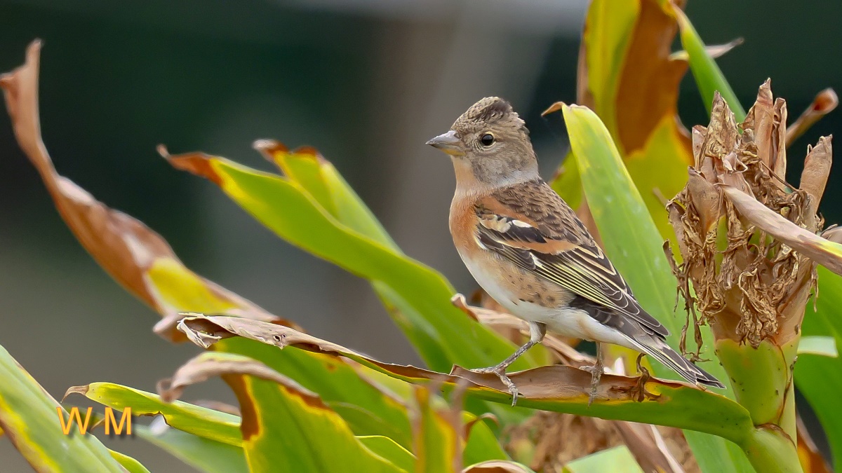 Brambling2.jpg