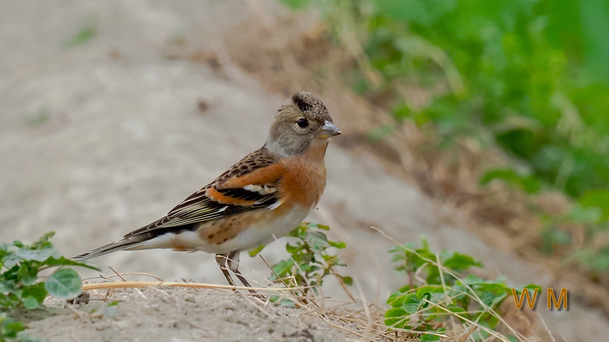 Brambling1.jpg