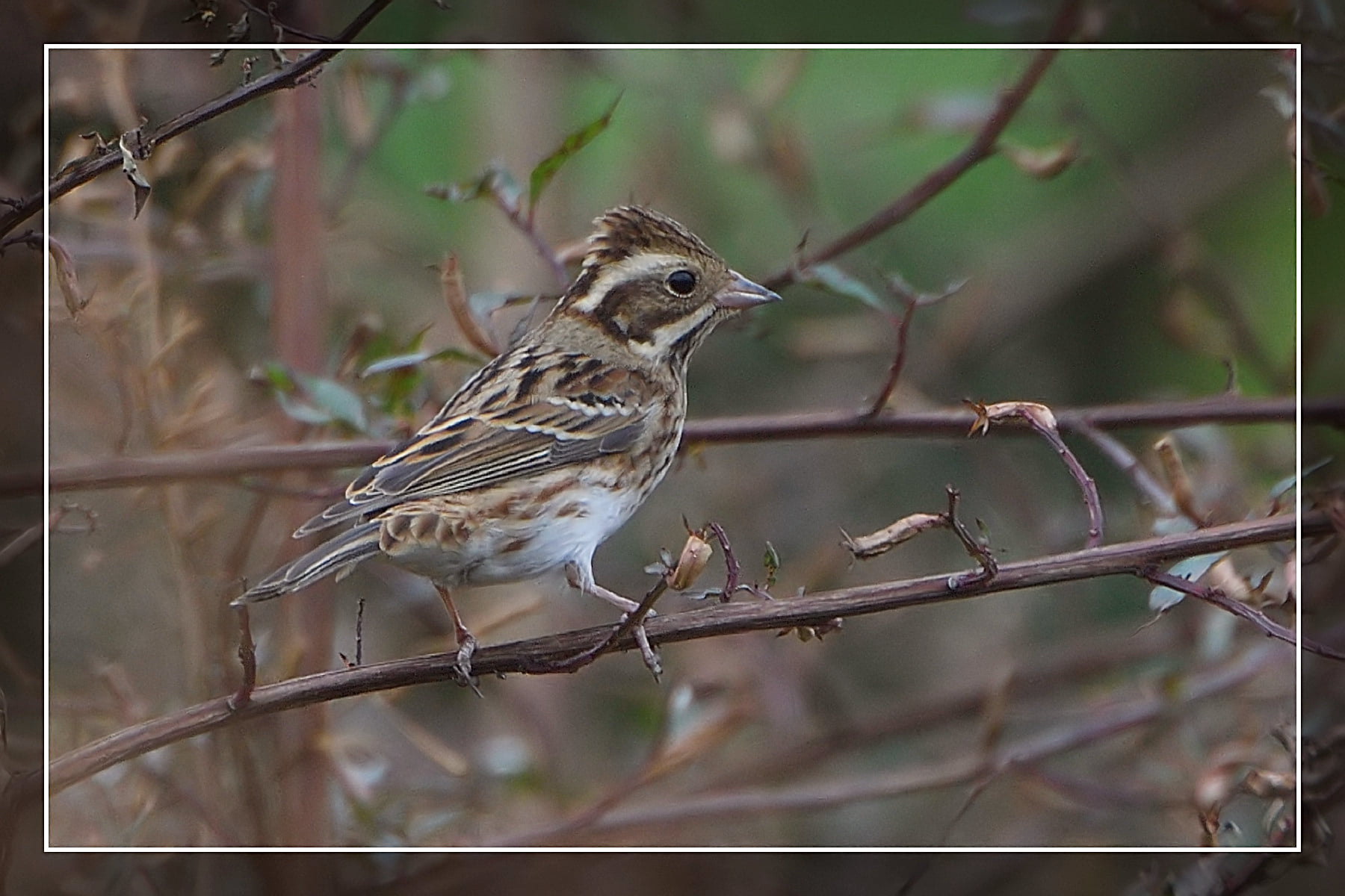 Rustic Bunting.jpg