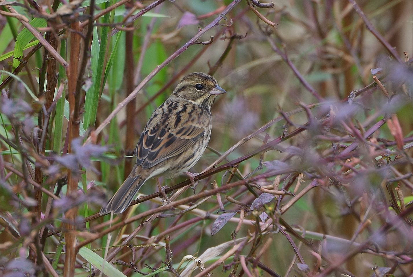 Black-faced Bunting.jpg