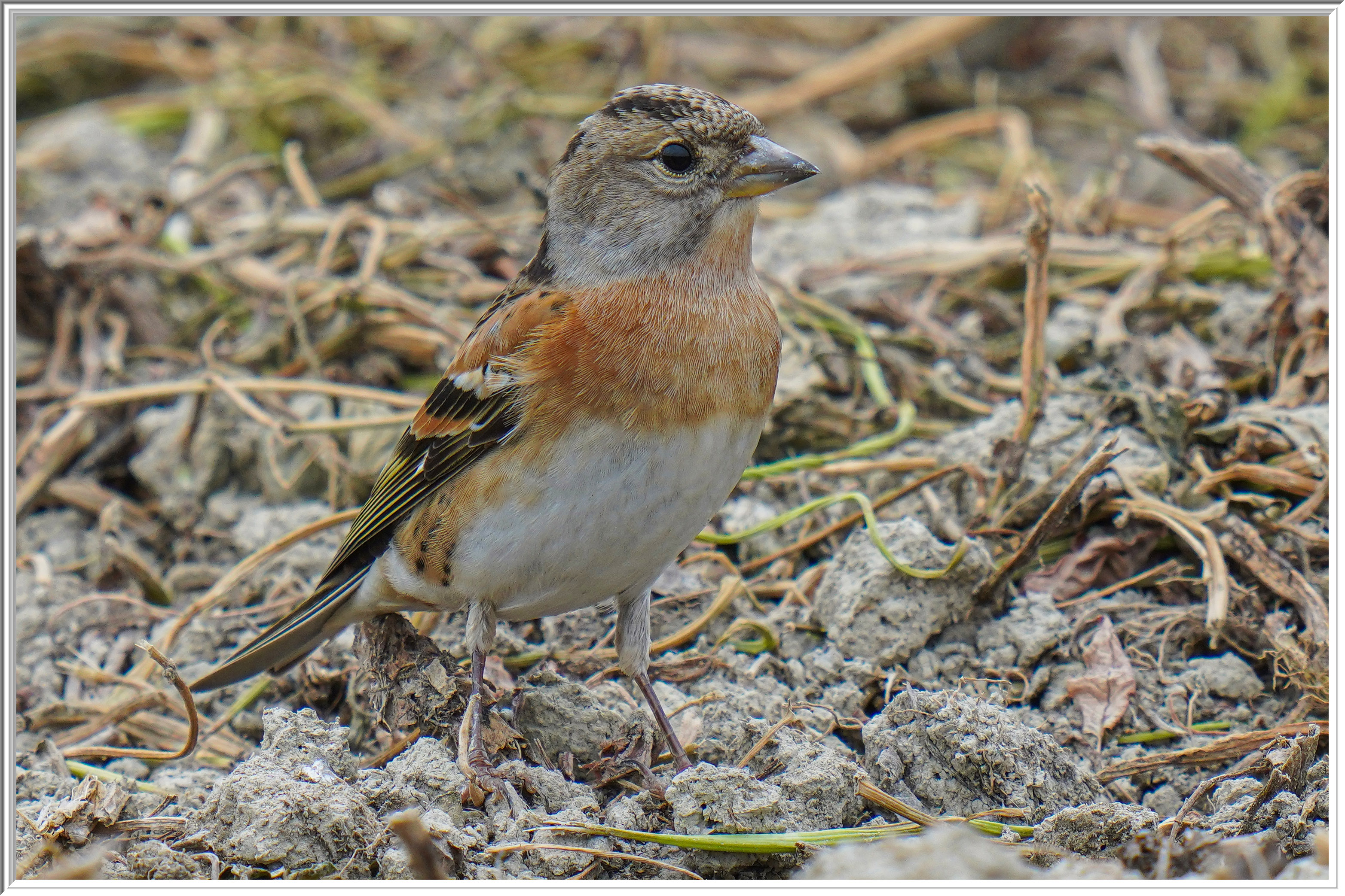 燕雀 (Brambling) - 1.jpg