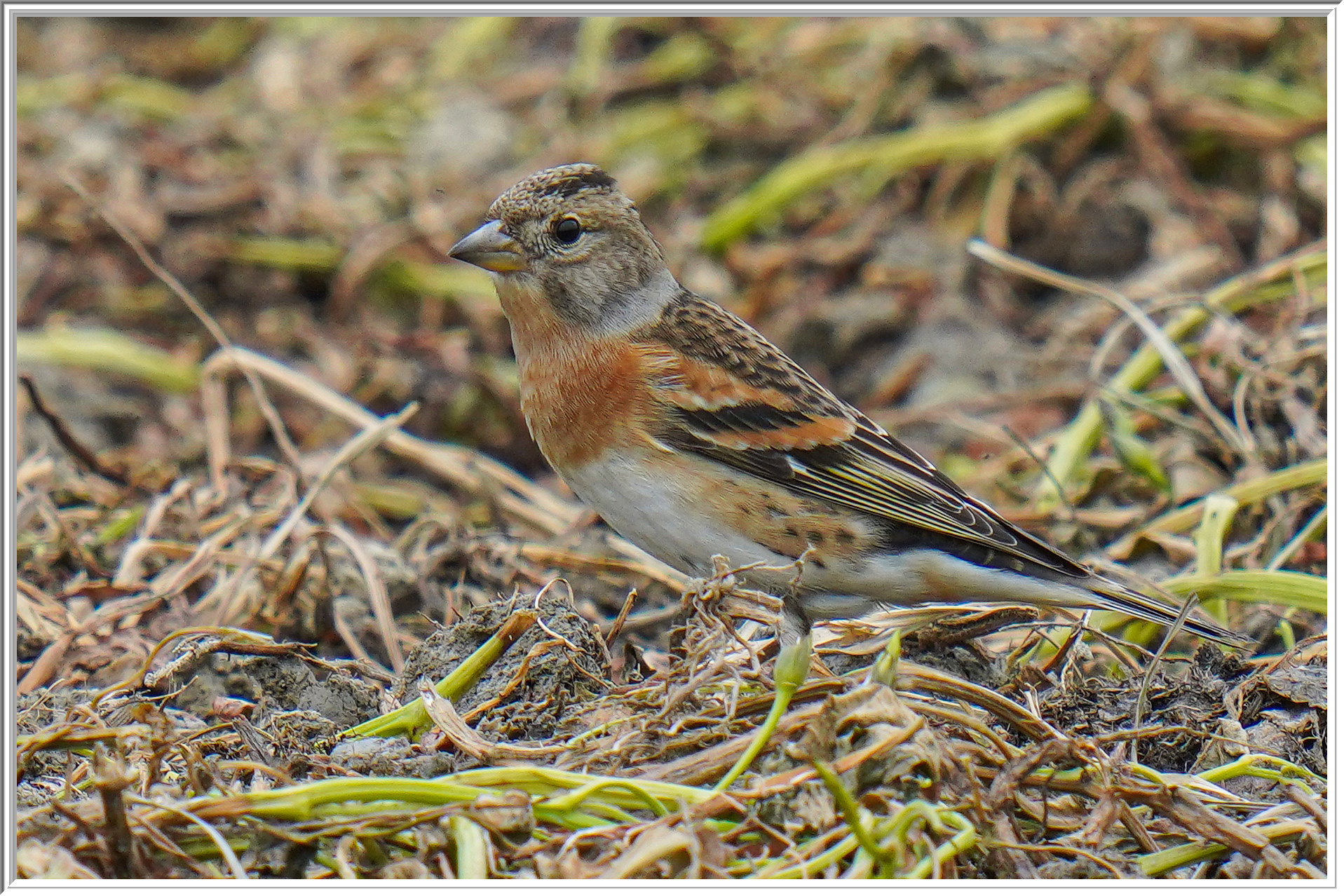 燕雀 (Brambling) - 3.jpg