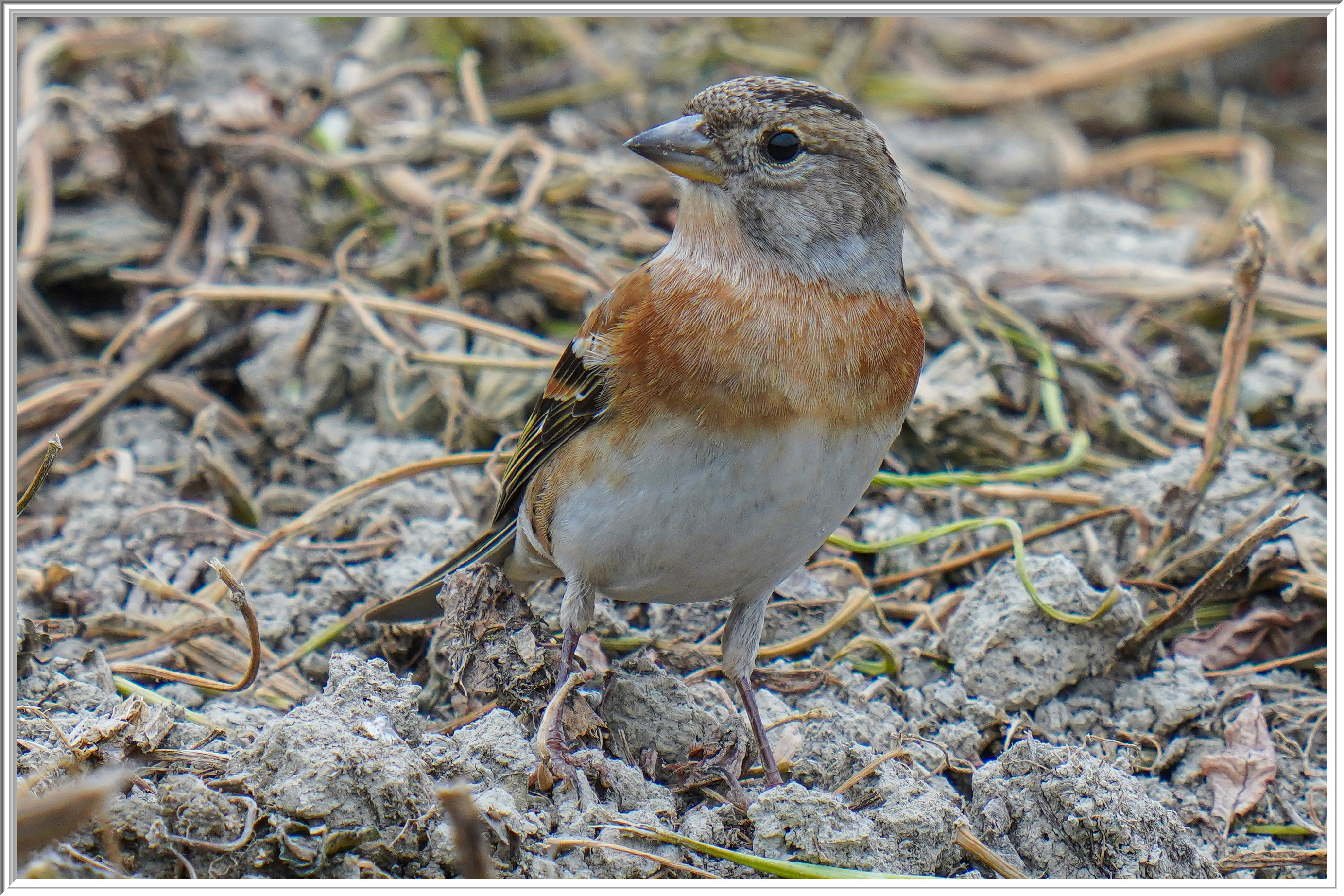 燕雀 (Brambling) - 2.jpg