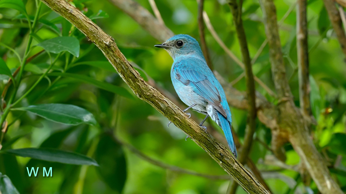 VerditerFlycatcher1.jpg