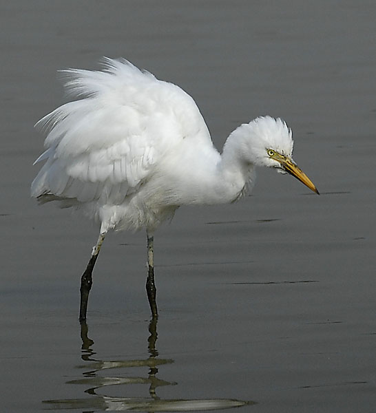 intermediate egret_DSC0094.jpg