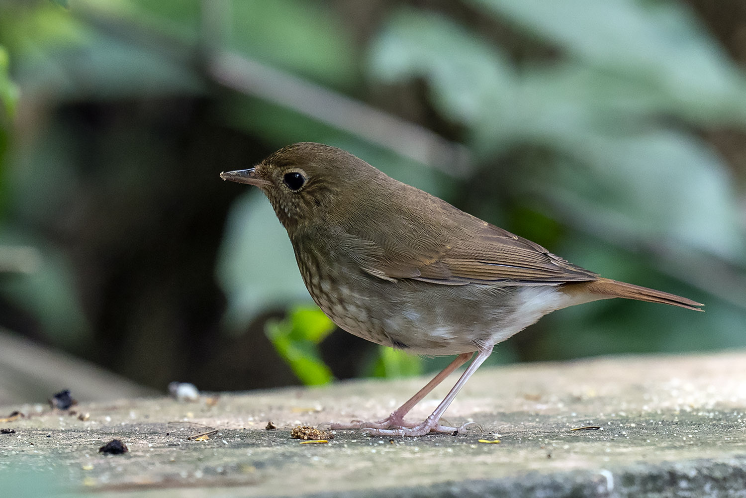 Rufous-tailed Robin DSC08463.jpg