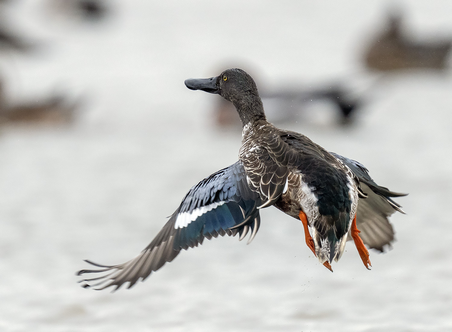 Northern Shoveler DSC05235.jpg