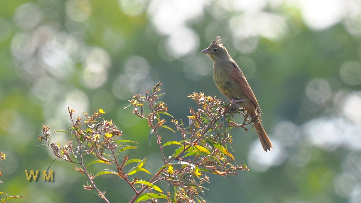 CrestedBunting2.jpg