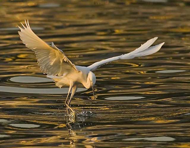 little egret.feeding_DSC0032.jpg