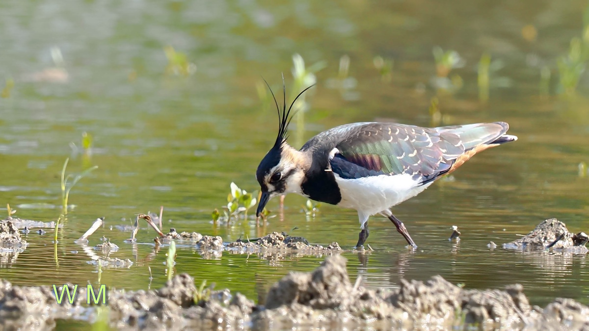 NorthernLapwing2.jpg