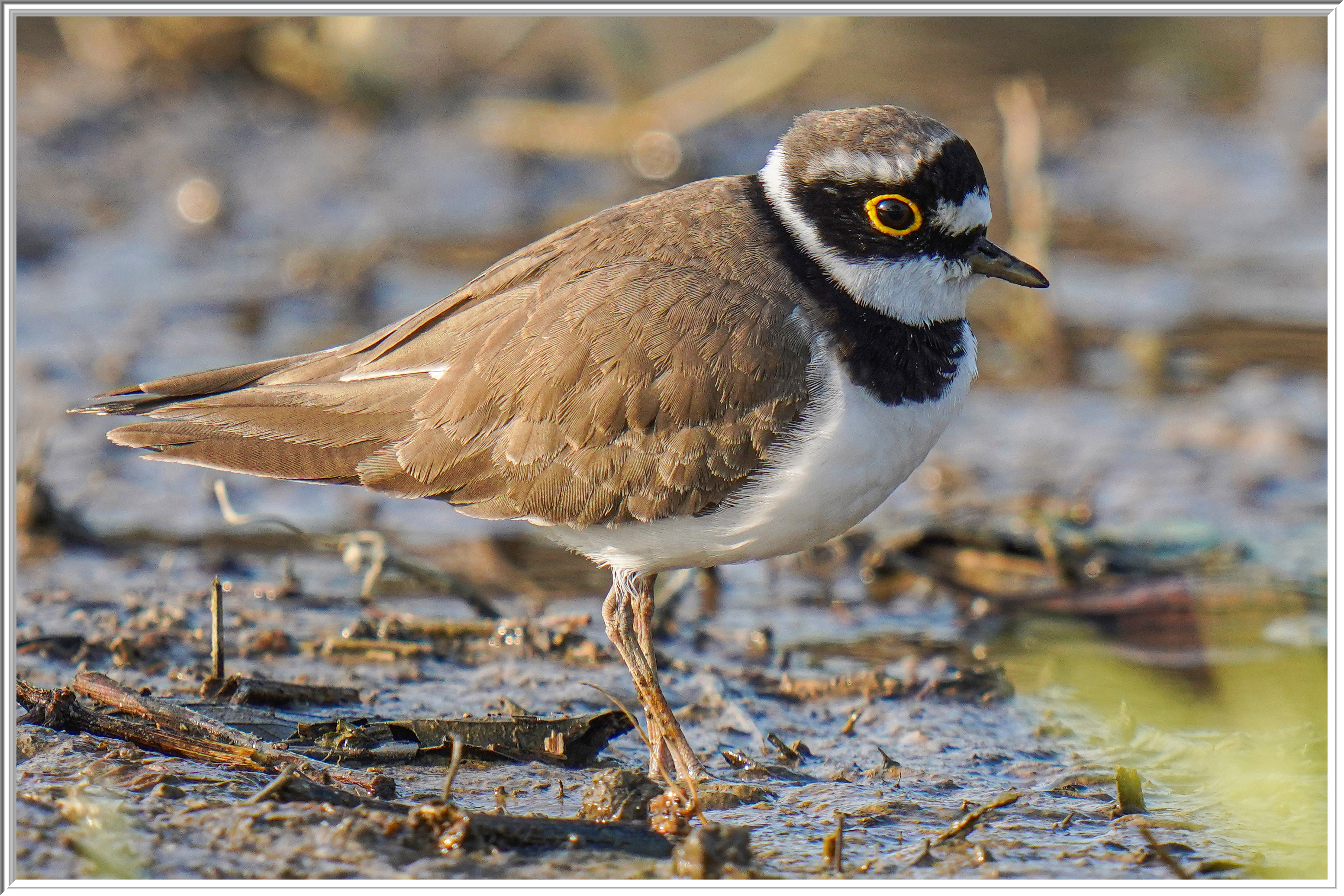 金眶鴴 (Little Ringed Plover) - 2.jpg