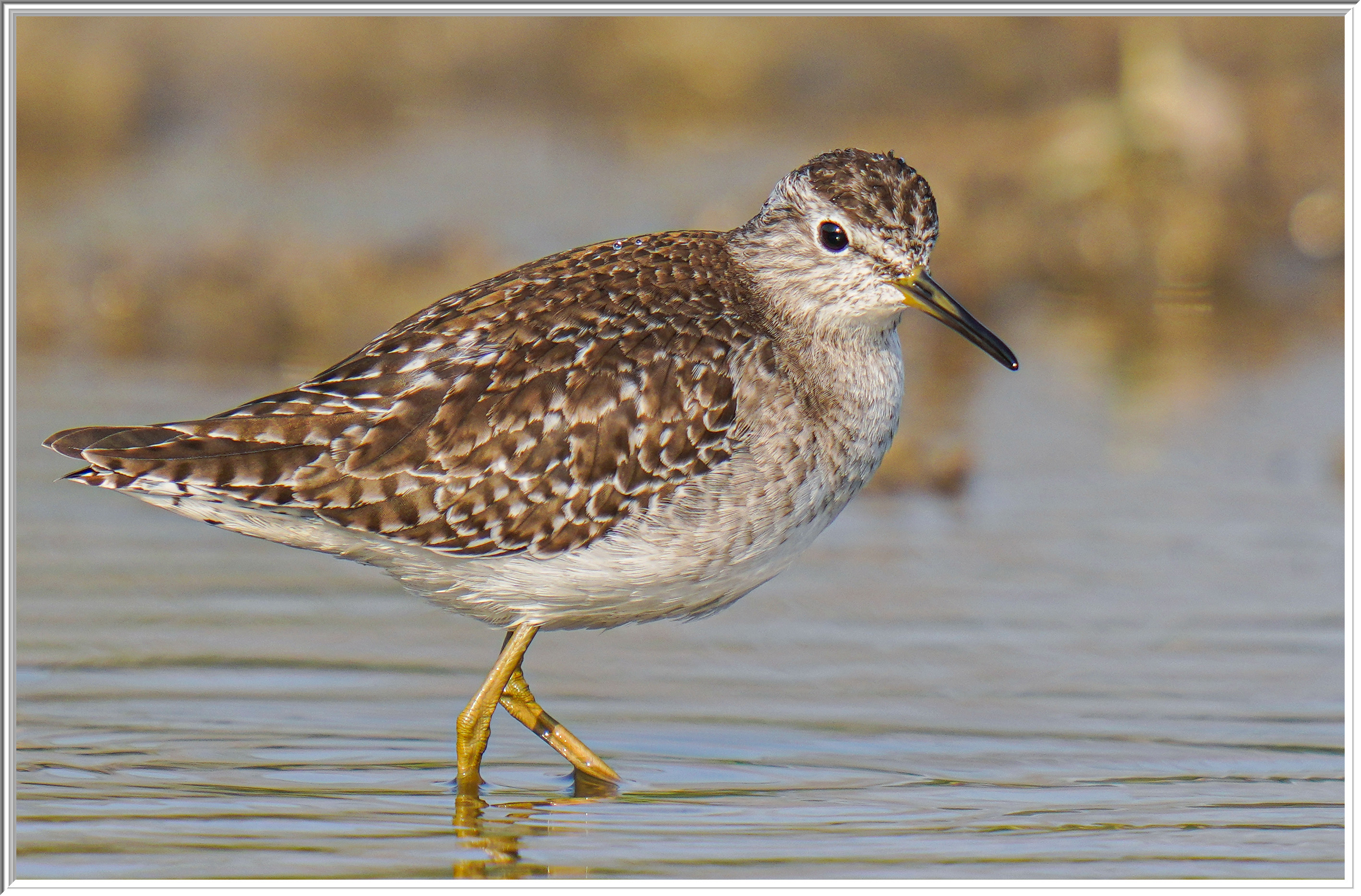 林鷸 (Wood Sandpiper).jpg