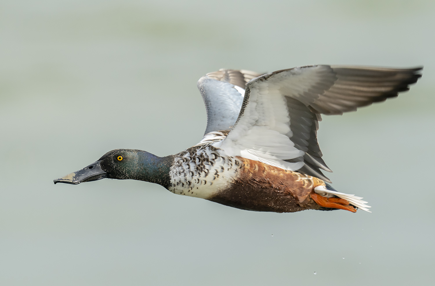 Northern Shoveler DSC04139.jpg