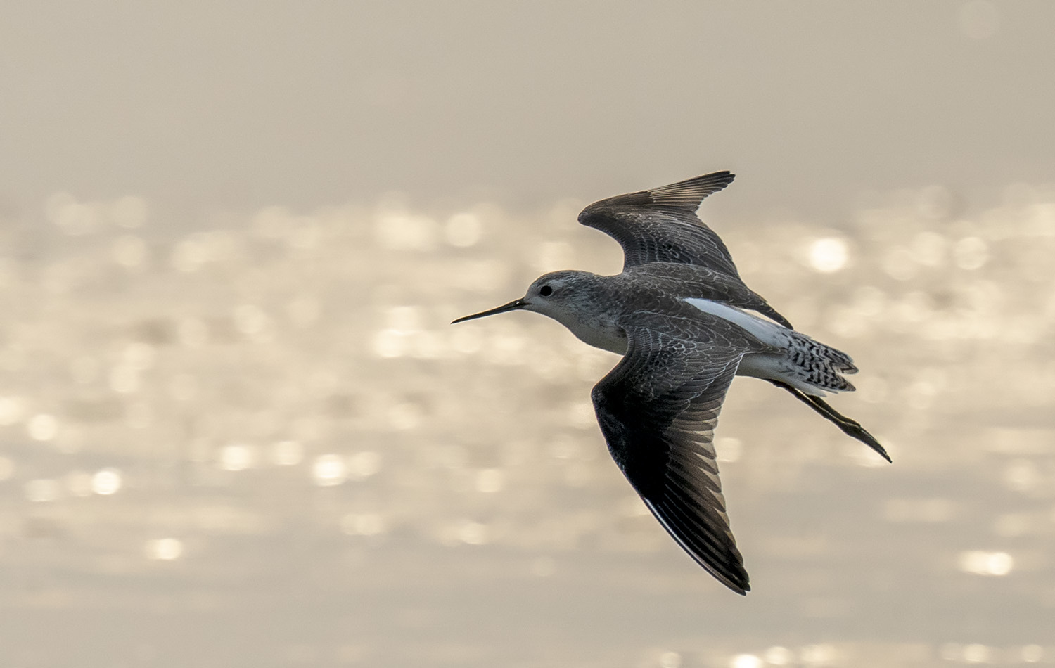 Marsh Sandpiper DSC09961.jpg