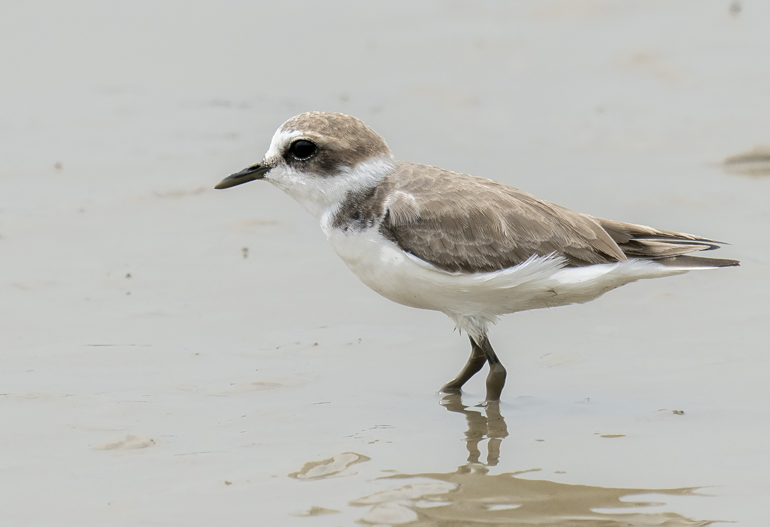 Kentish Plover DSC05844.jpg